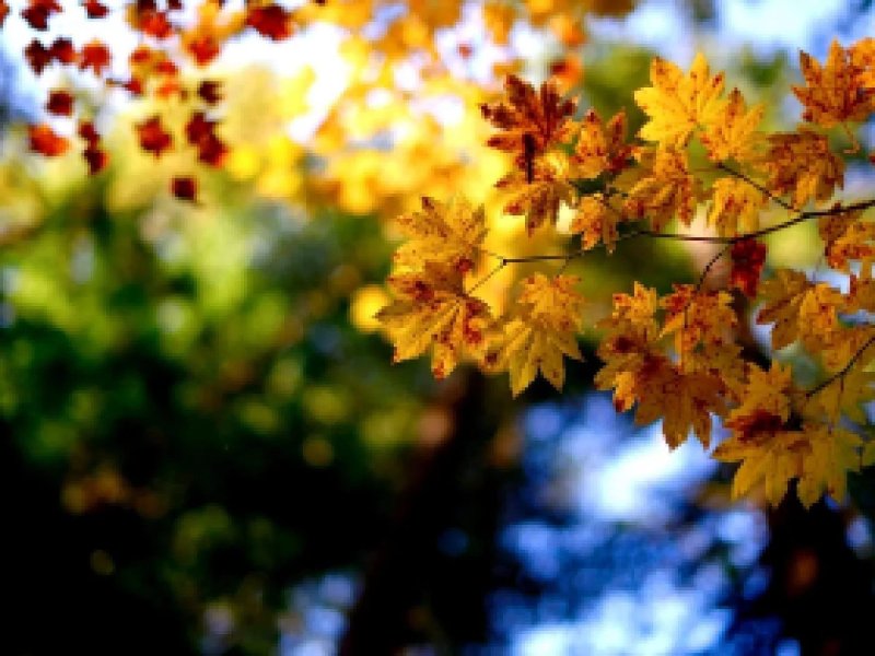 Природа осень