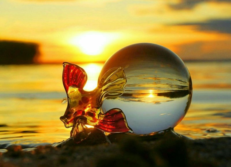 Золотая рыбка в море