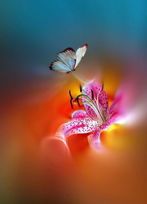 Красивые цветы и бабочки