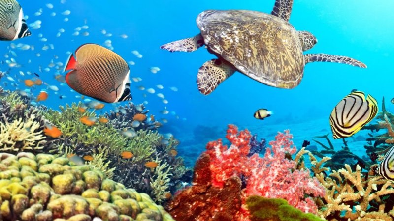 Рыбы в океане