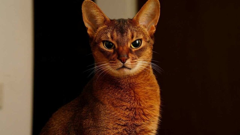 Абиссинская порода кошек Абиссинская