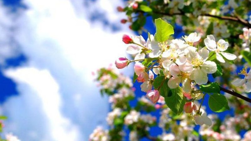 Красивая Весна