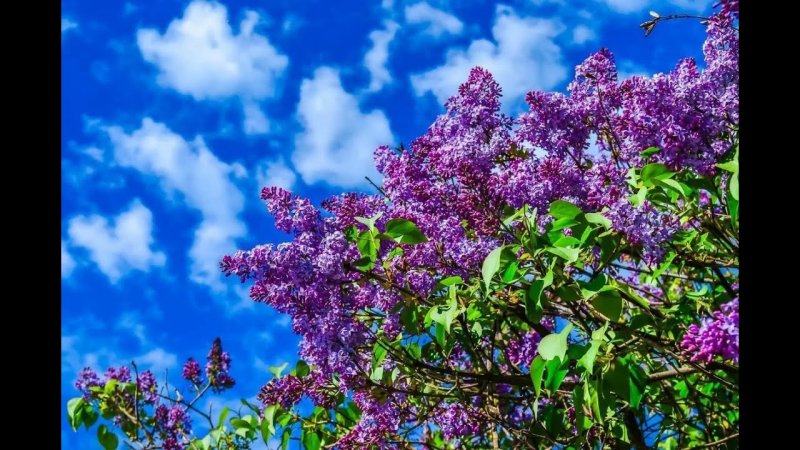 Сирень обыкновенная «Кэнди Роуз»