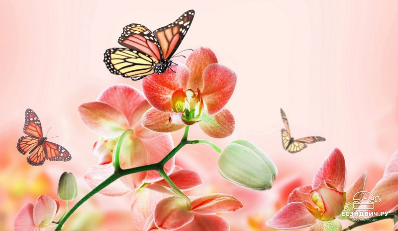 Картинки на рабочий стол бабочки