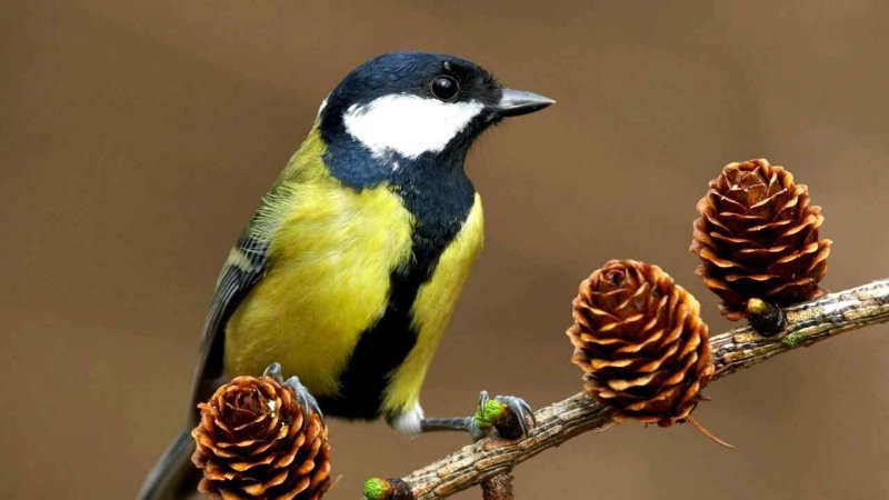 Птица на ветке