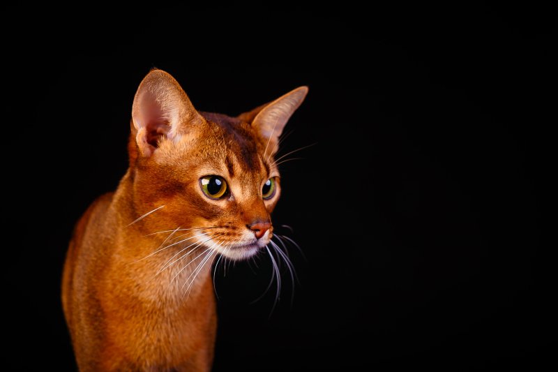 Абиссинская порода кошек Абиссинская