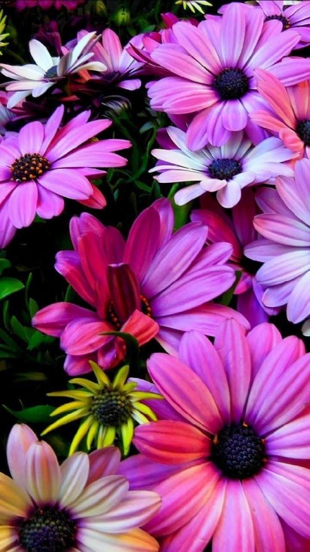 Яркие цветы