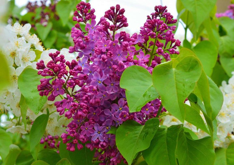 Флауэр Сити сирень