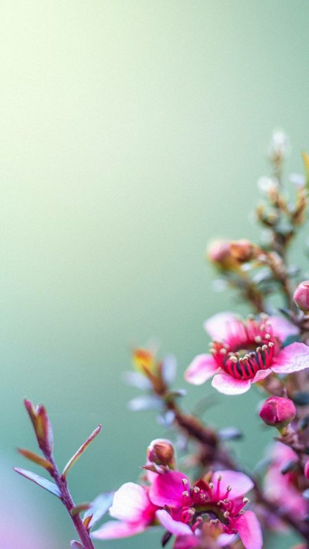 Фотообои для телефона вертикальные