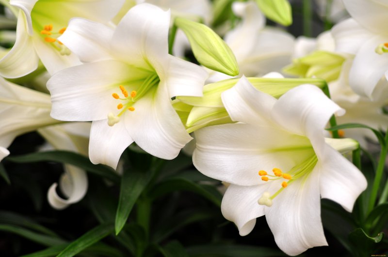 Лилия североамериканская