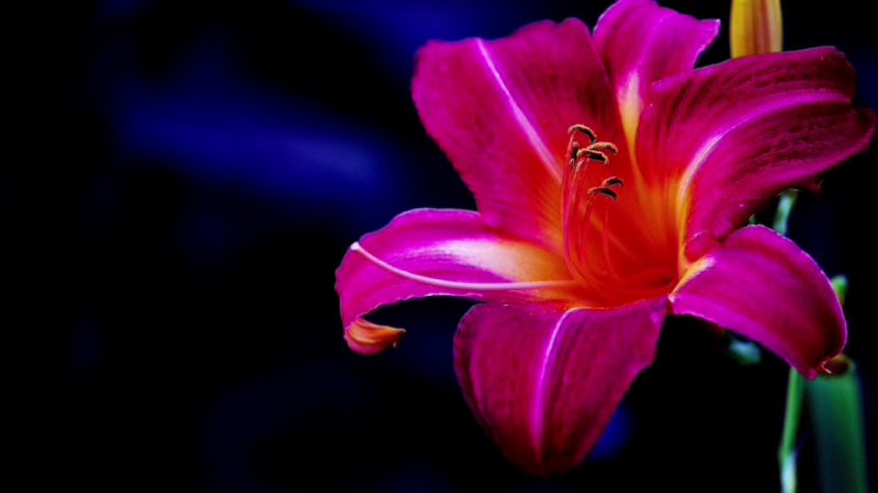 Лилия азиатская Лаинхат