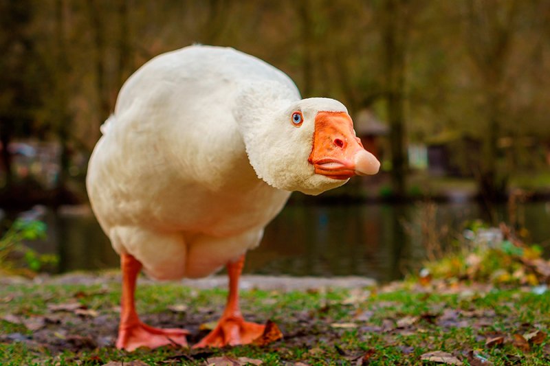 Смешной Гусь