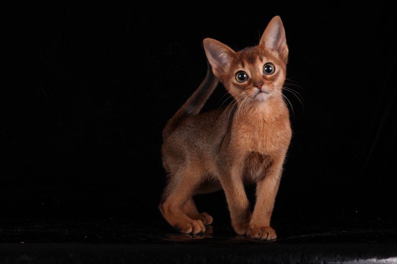 Абиссинская кошка породы кошек