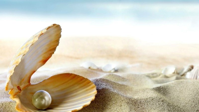 Раковина жемчужницы