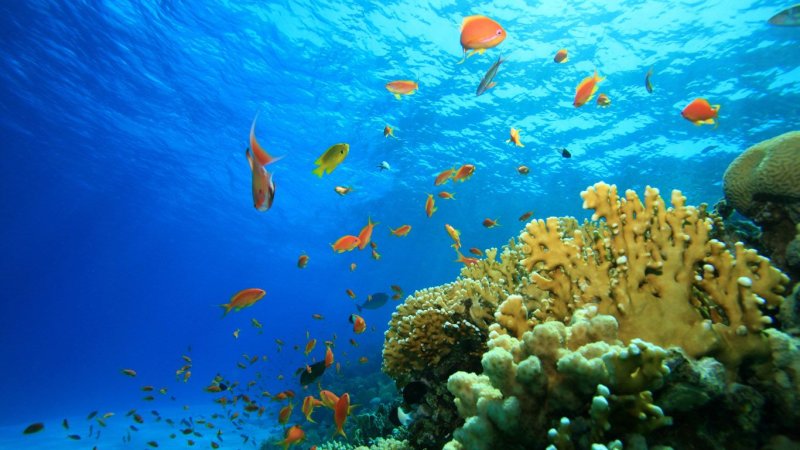 Морские глубины