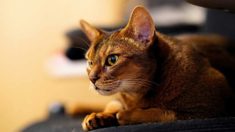Абиссинская кошка фото