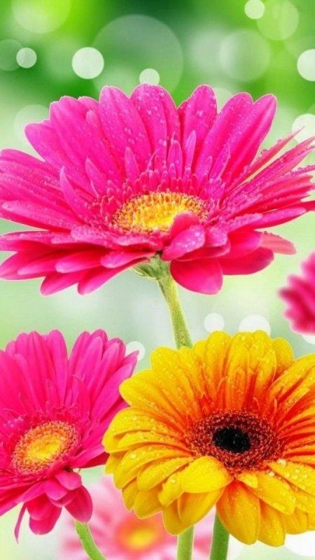 Астровые герберы