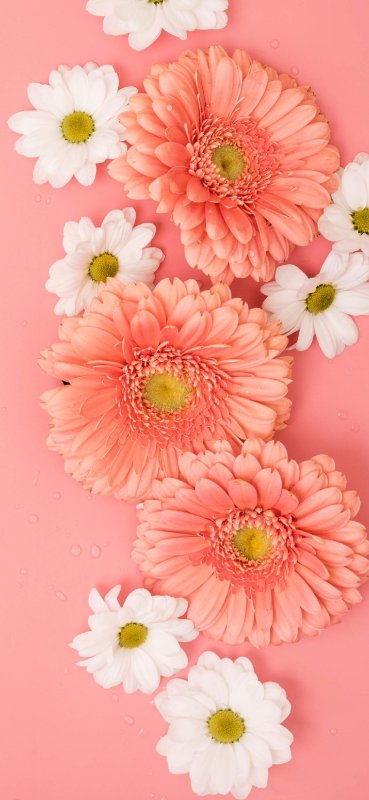 Розовые герберы