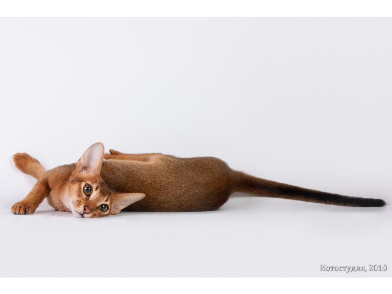 Абиссинская порода кошек Абиссинская