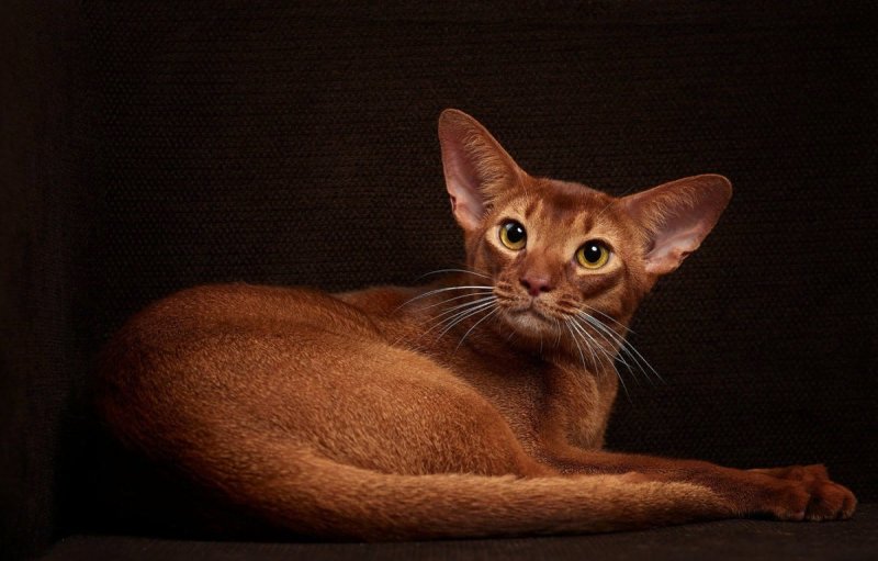 Египетская кошка Абиссинская