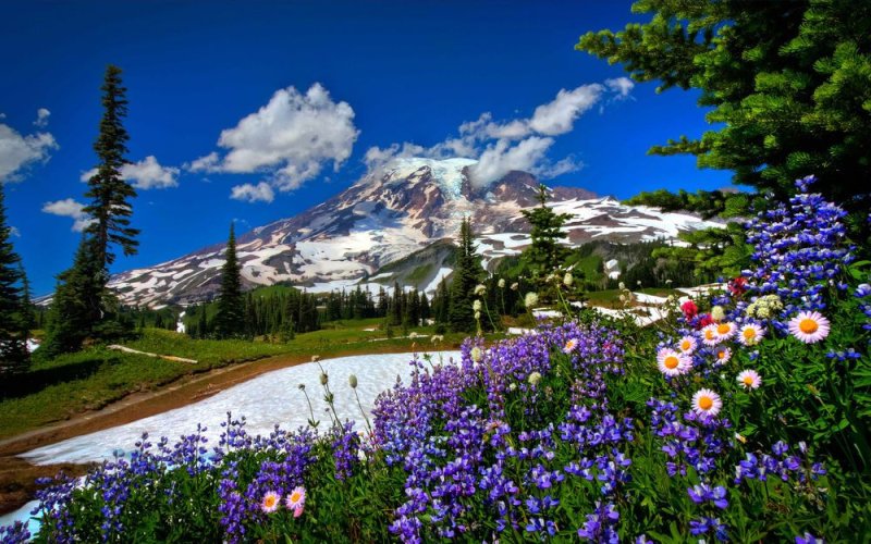 Альпийские Луга Швейцария Альпийские Луга Швейцария