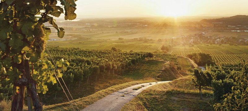 Кахетия Грузия виноградники