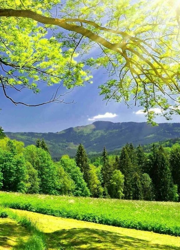 Природа вертикальные