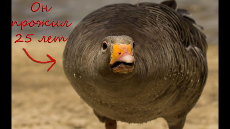 Птица с подбородком