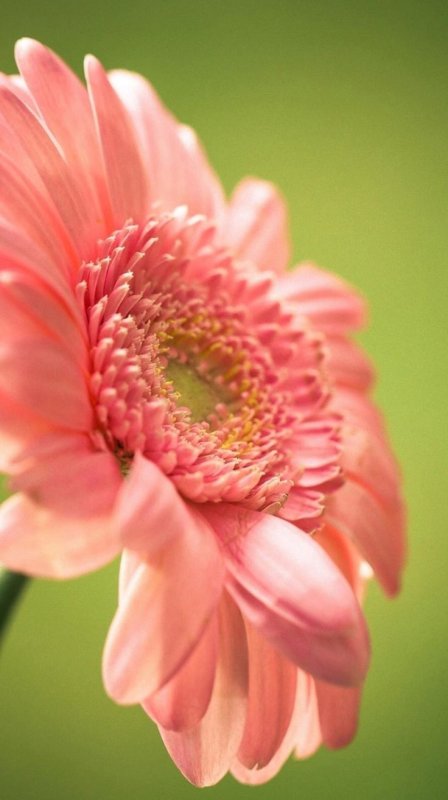 Цветы Макросъемка