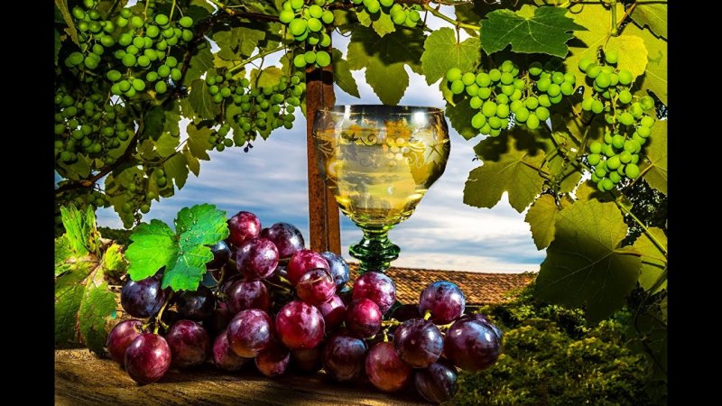 Саперави виноград