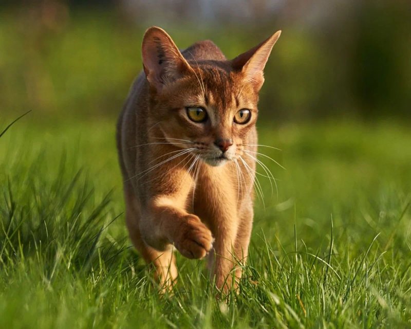 Абиссинская кошка