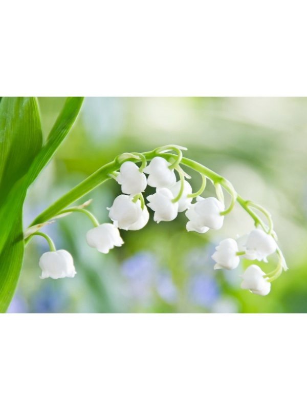 Красивая Весна