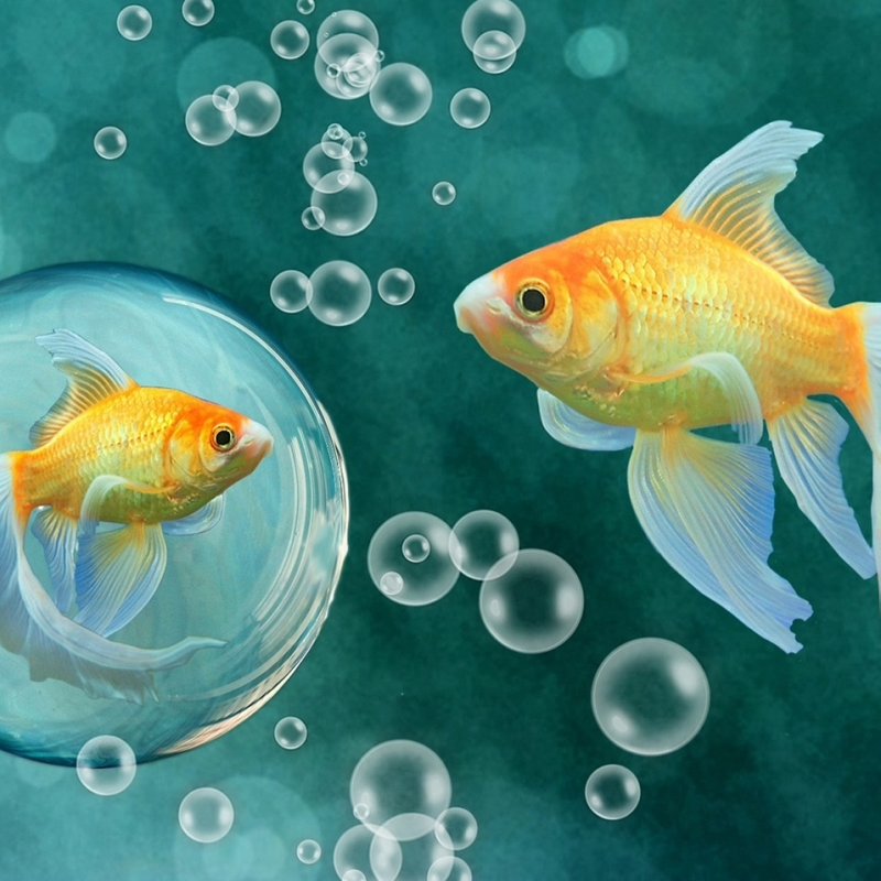 Золотая рыбка