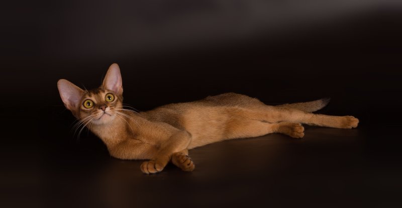 Абиссинская кошка