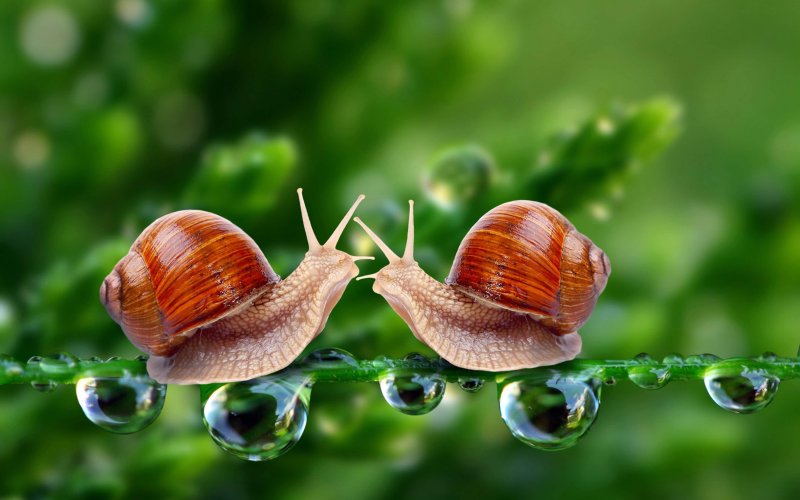 Красивые улитки