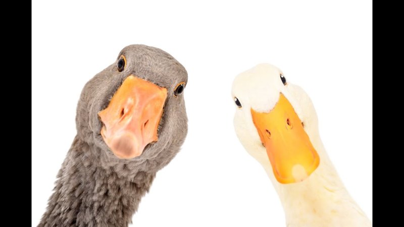 Гусь смешной на заставку