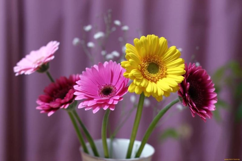 Герберы цветы
