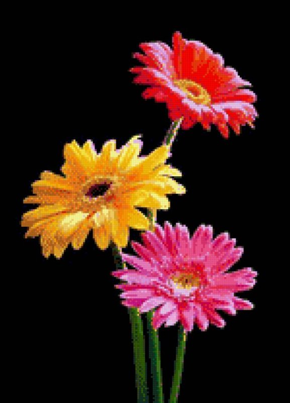 Гербера на черном фоне