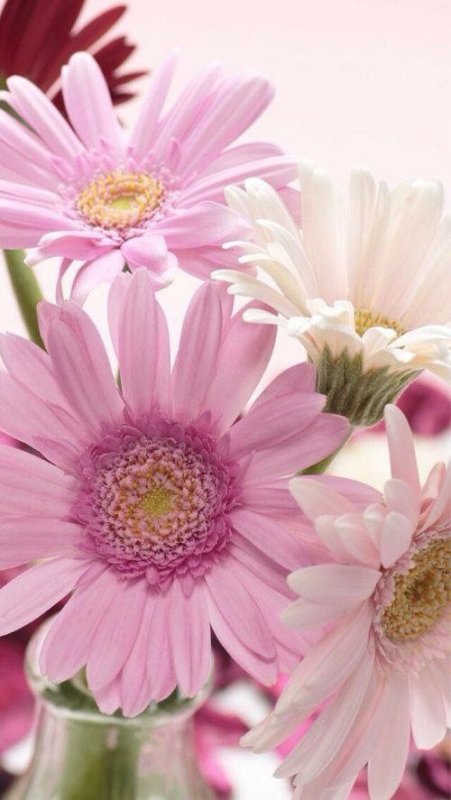 Берберы цветы