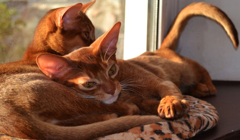 Абиссинская кошка