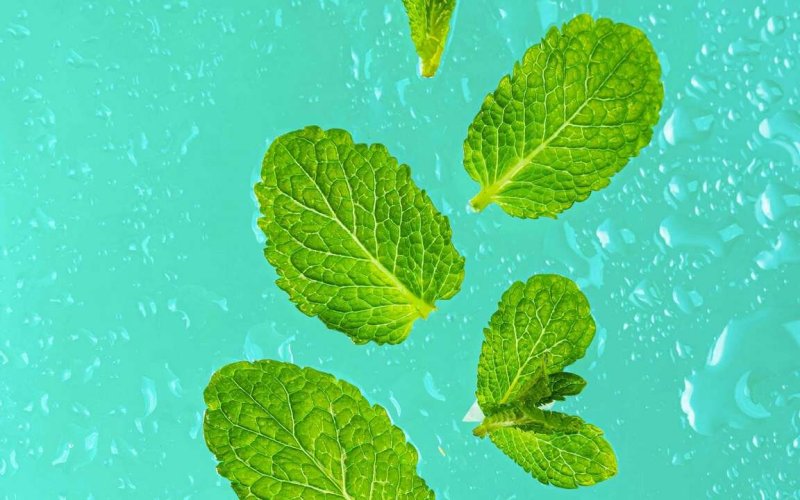 Листья мяты