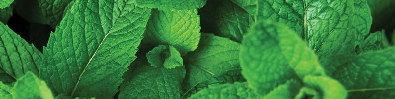 Мята ментол