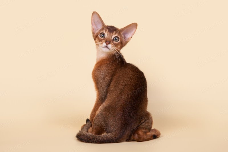 Абиссинская кошка