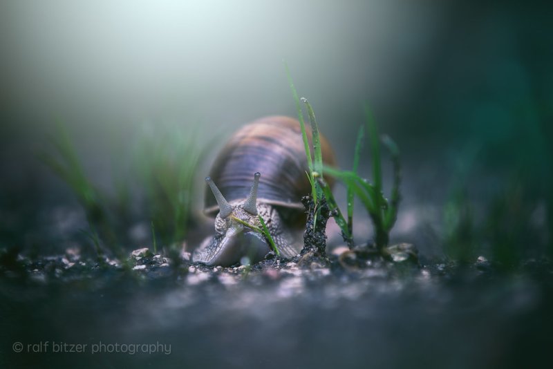 Улитка это насекомое