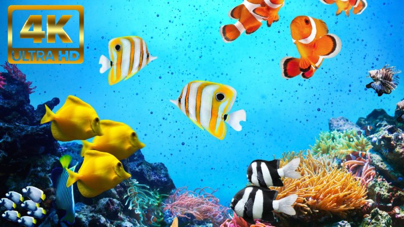 Рыбки в море