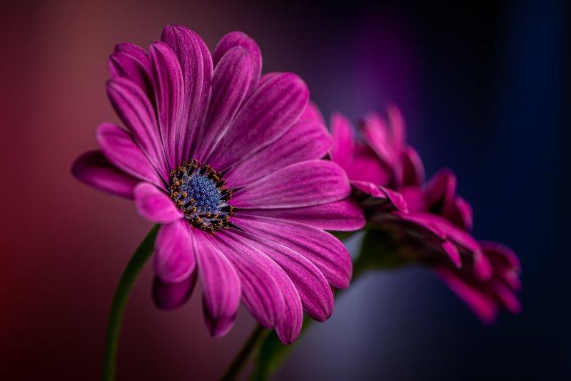 Гербера фулл Мун