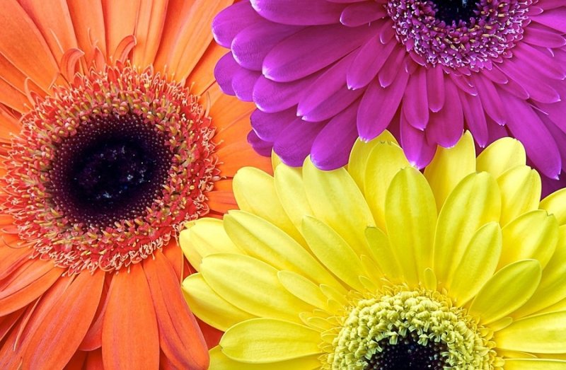 Королевская Гербера