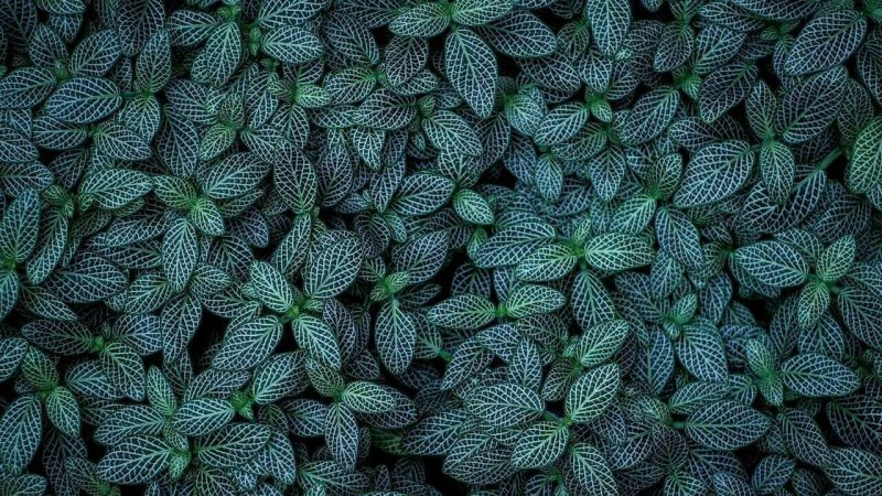 Текстура растения