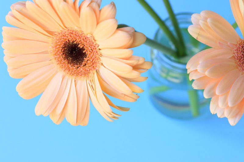 Обои на рабочий стол герберы