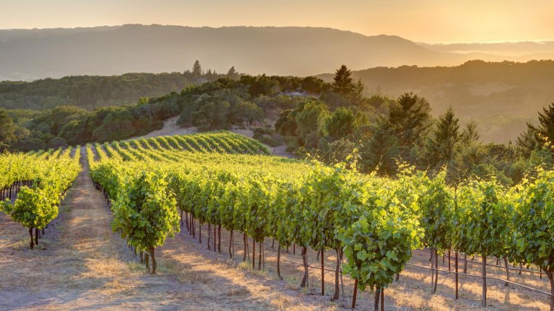 Виноградники в Сукко